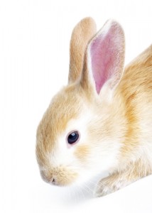 bunny-image