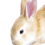 bunny-image1