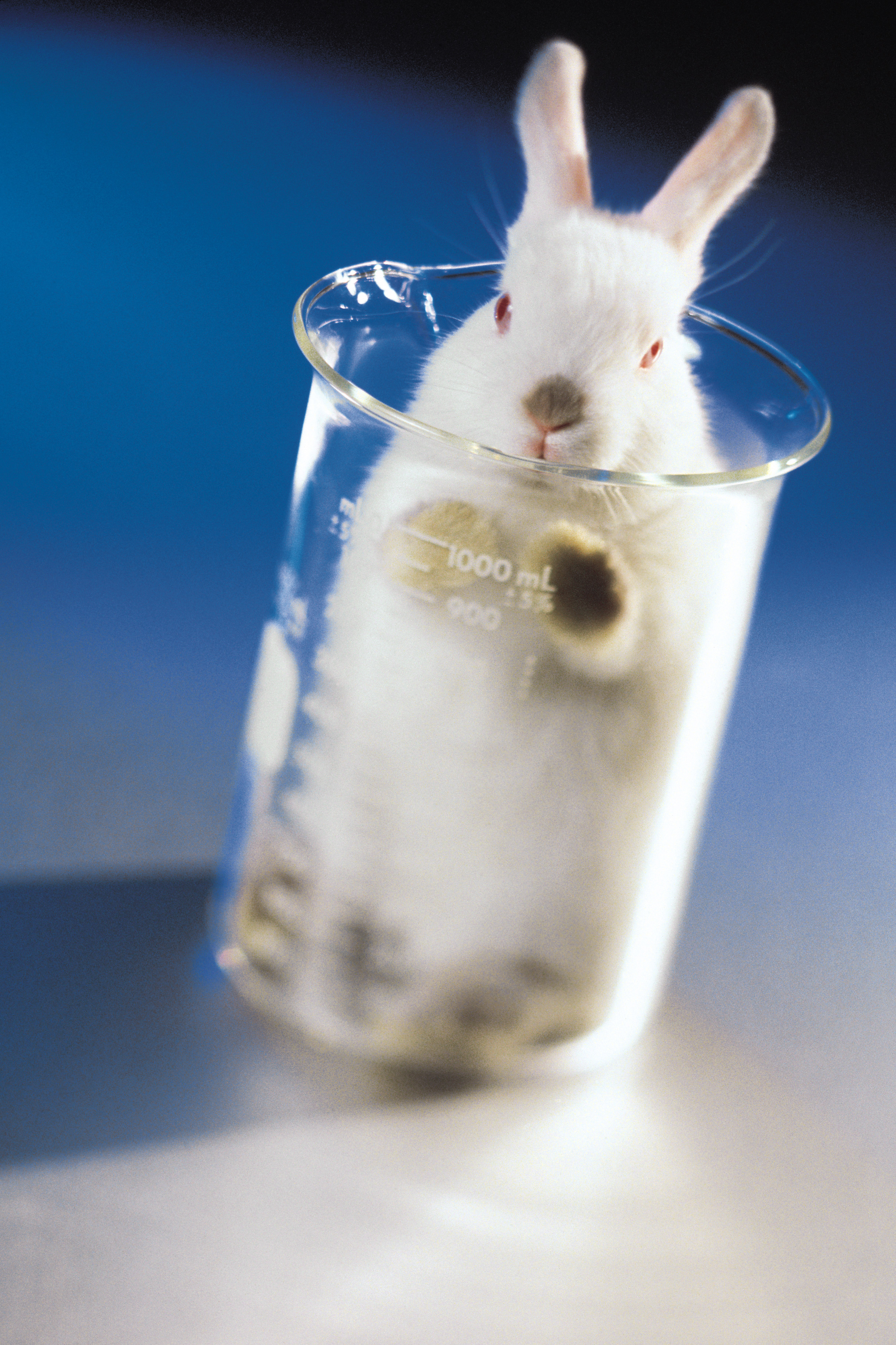 New Technology Makes Animal Testing A Thing of the Past › Beauty School Blog